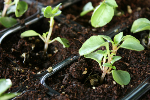 Машина для пикировки растений (Transplanter) TP-MT
